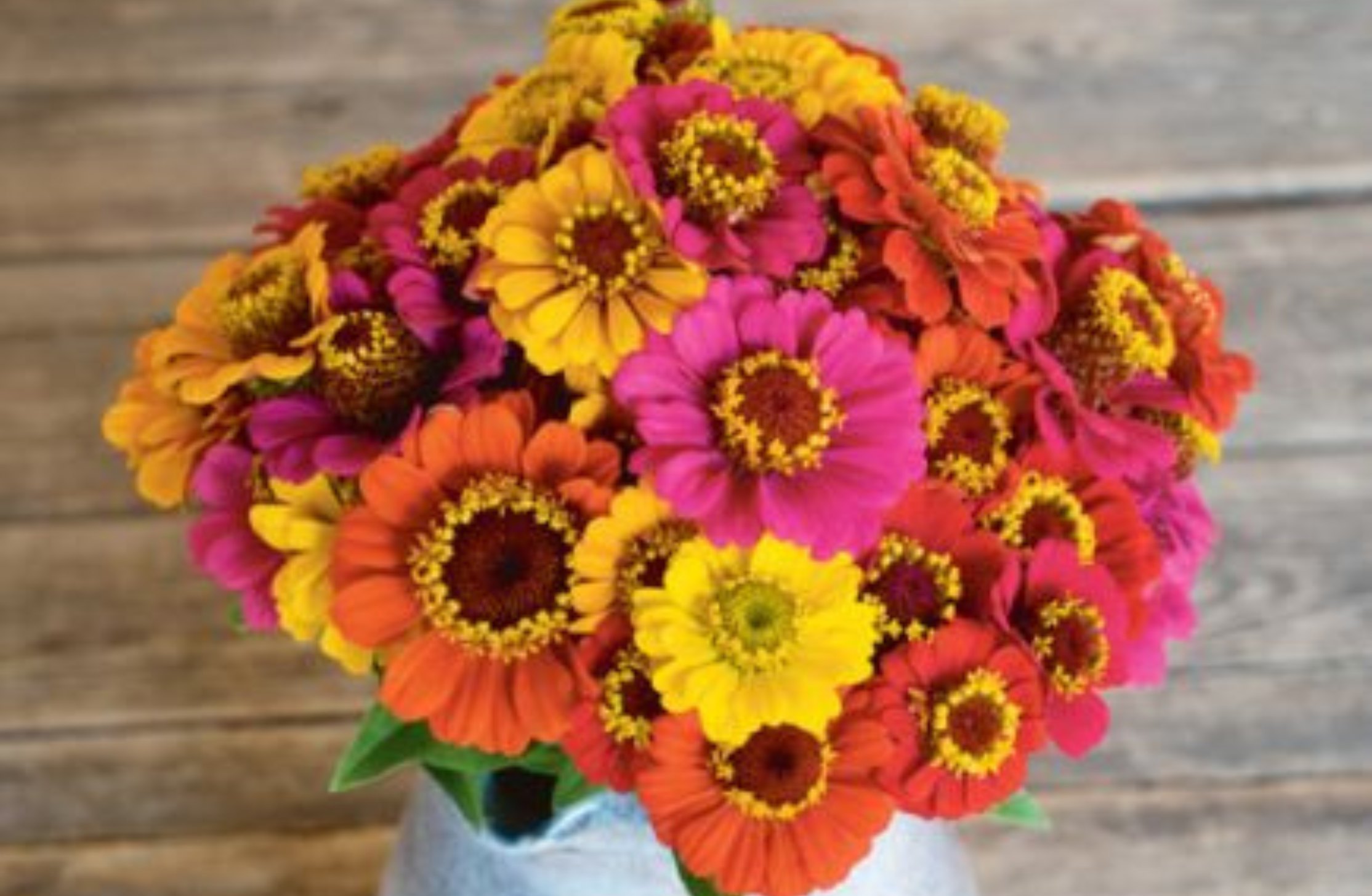 Z1399 Zinnia Sommer in Orange_BS