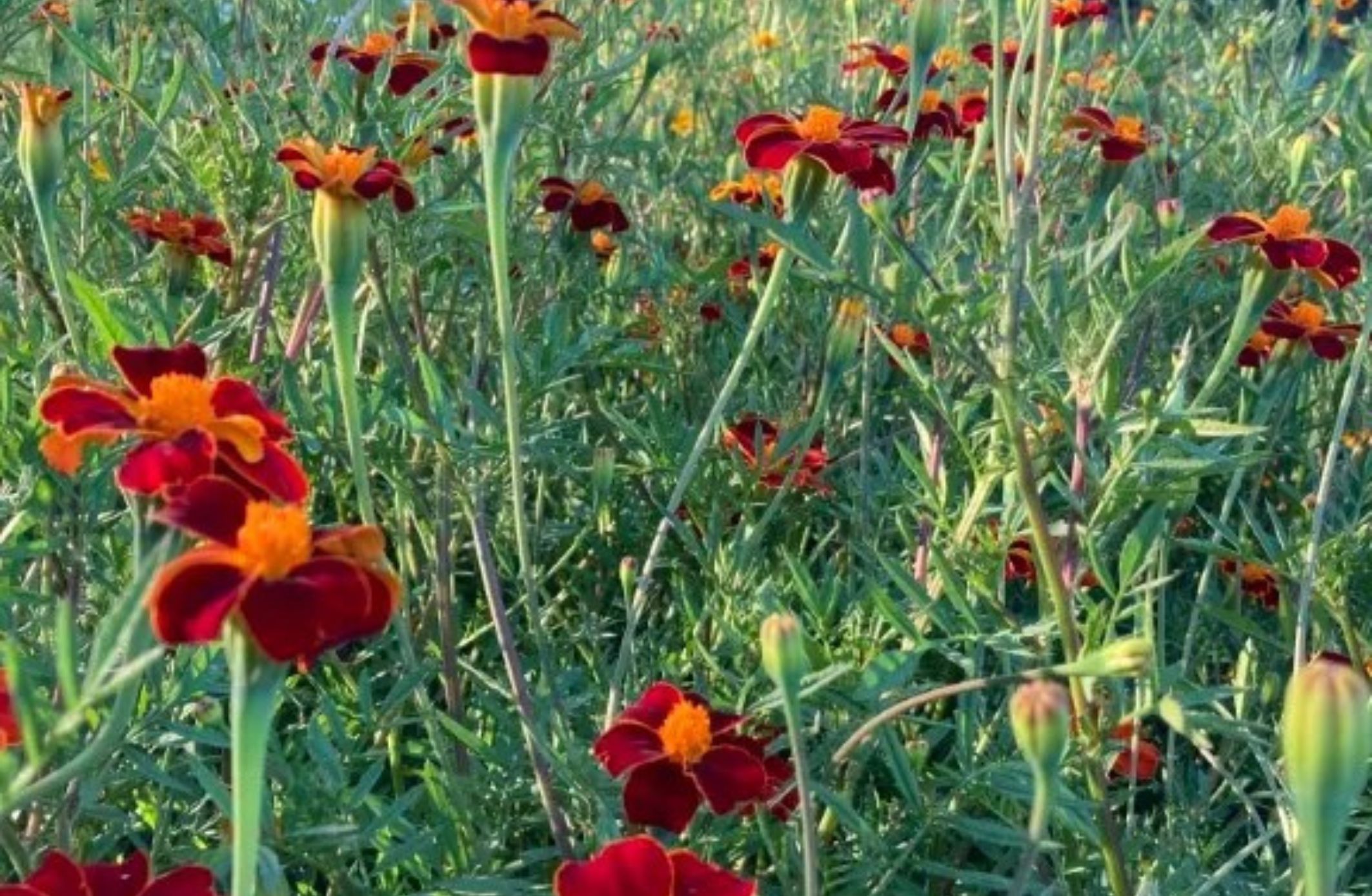 Z1417 Afrikaantje Burning Embers VR