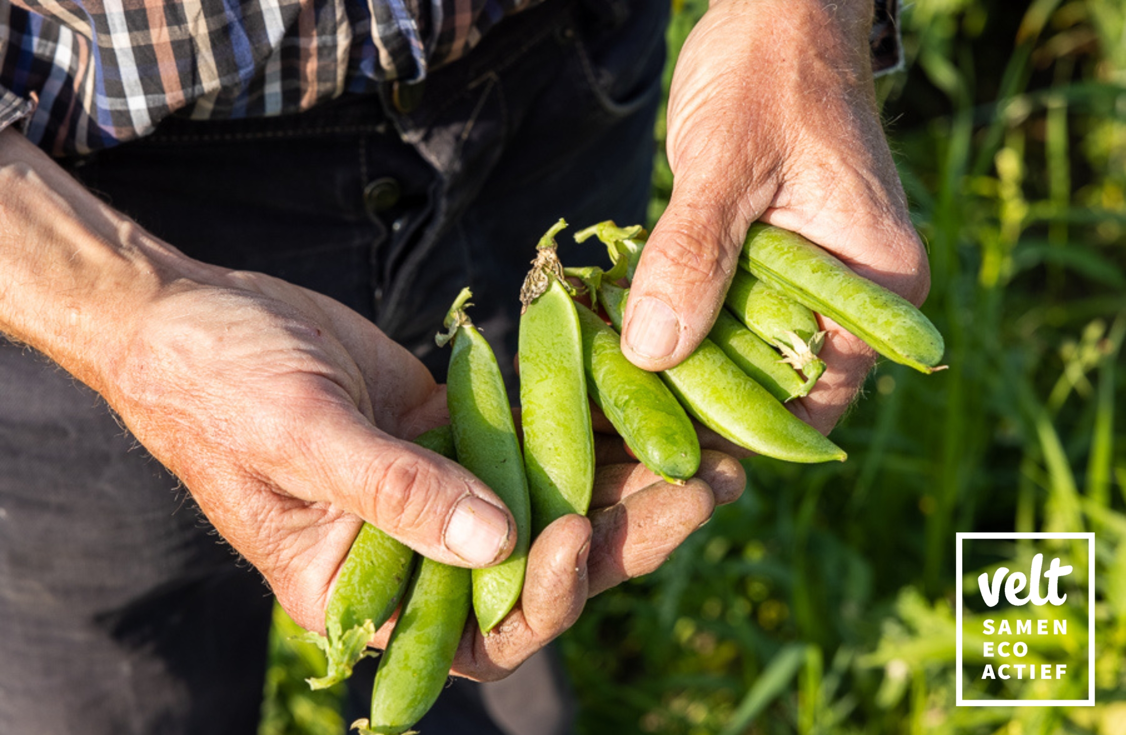 Z1365 Wonder van Scheemda