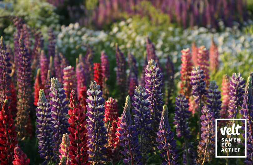 Vaste Lupine