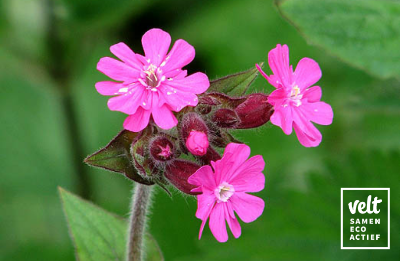 Dagkoekoeksbloem