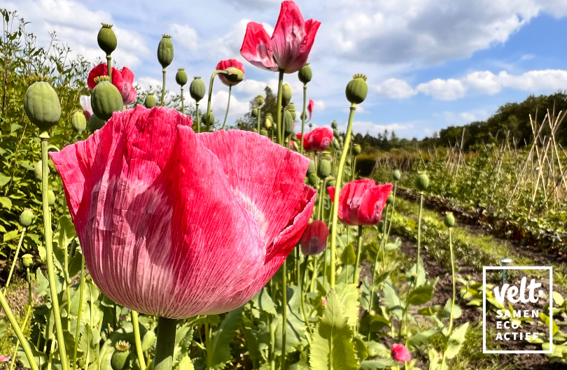 Papaver Bowling Ball 