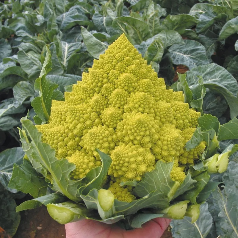 Kool Romanesco