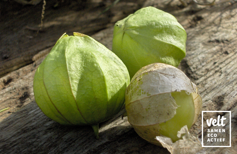 Tomatillo