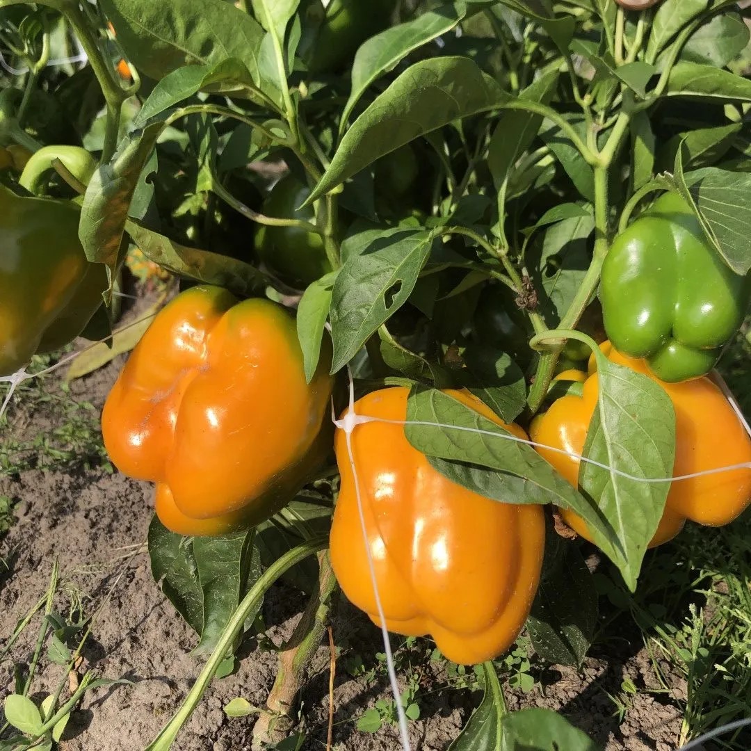 Buitenpaprika geel Martha