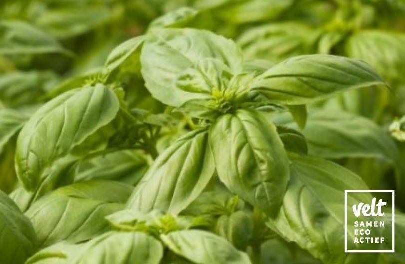 Basilicum grootbladig zaadschijf