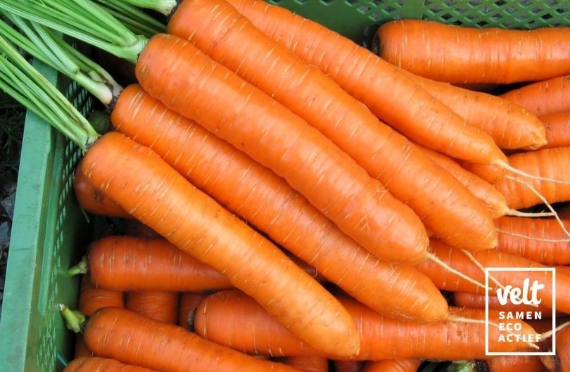 Wortelen Zaadband