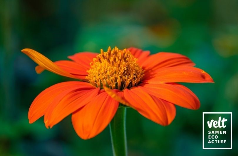 Mexicaanse zonnebloem