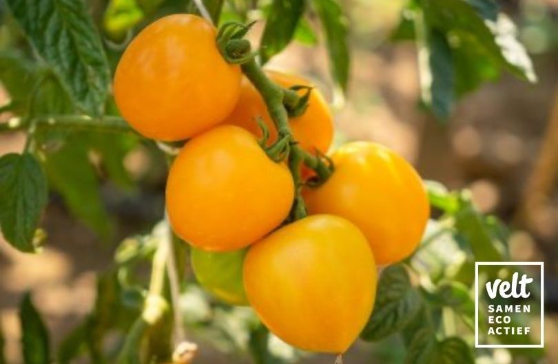 Tomaat Duttingold