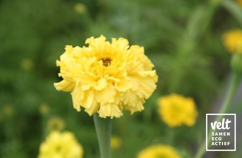 Afrikaantje - Lemonade