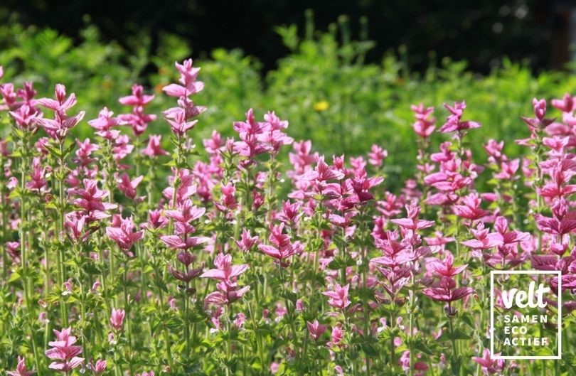 Bonte salie Pink Sundae