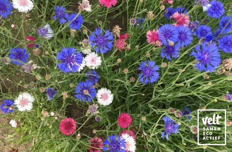 Korenbloem - mix wit, roze en blauw