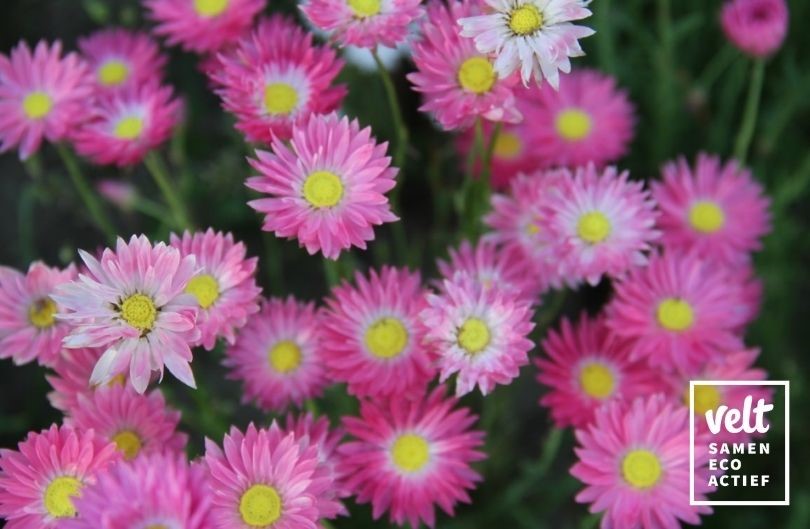 Zonnestrobloem - mix roze, wit