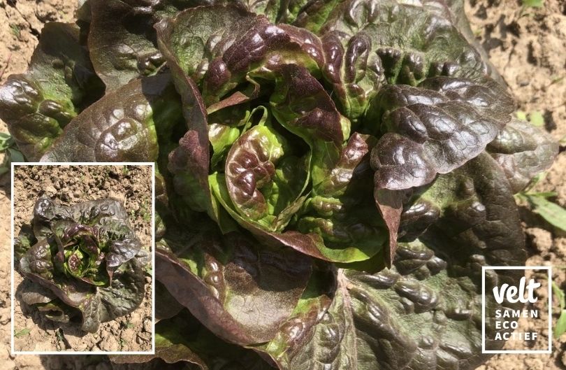 Kropsla Rougette de Montpellier