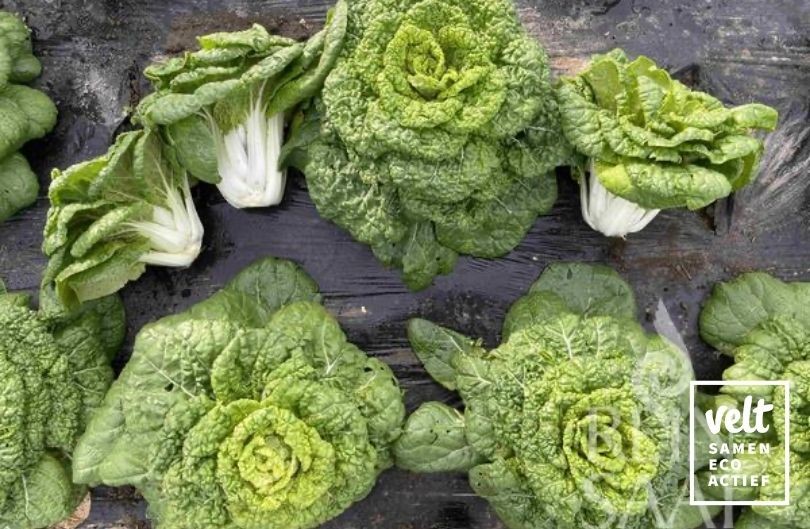 Chinese kool en paksoi - Golden Heart Winter Choi