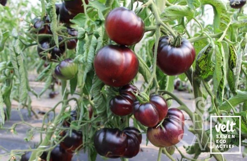 Tomaat Black Beauty