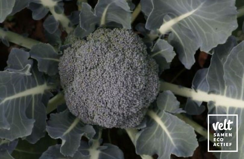 Broccoli Floris