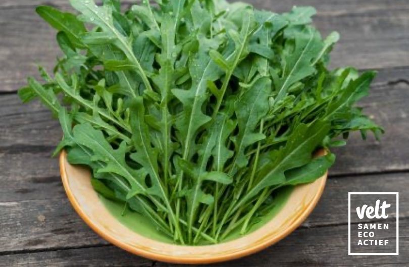 Rucola Lola