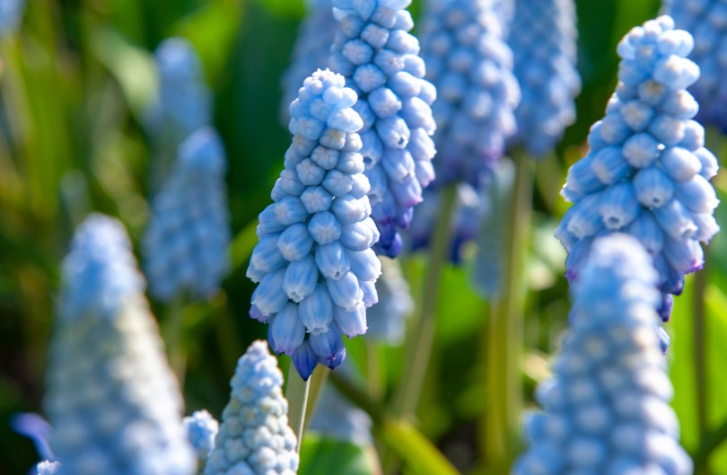 Druifhyacint 'Early bird'