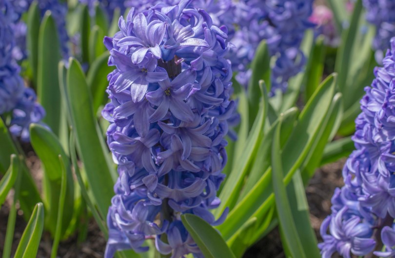 Hyacint 'Delft blue'