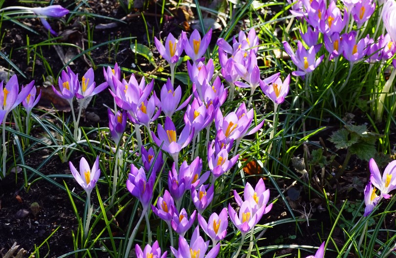 Krokus 'Violet River'