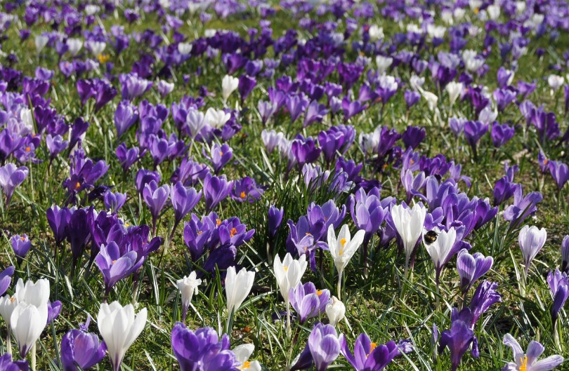 Mix grote krokus paars-wit 