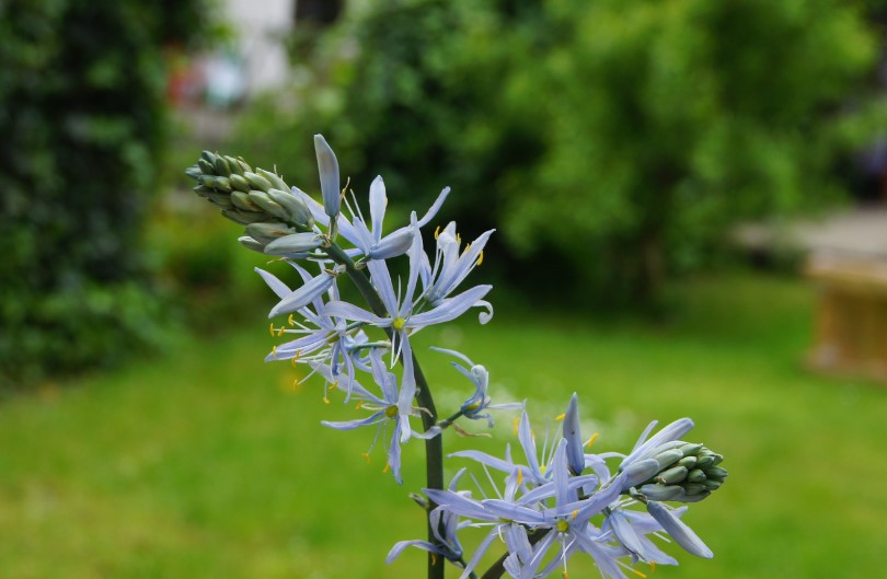Prairielelie 'Cusickii'