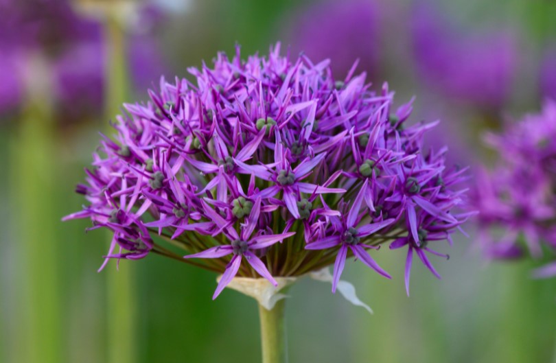 Sierlook 'Violet Beauty'