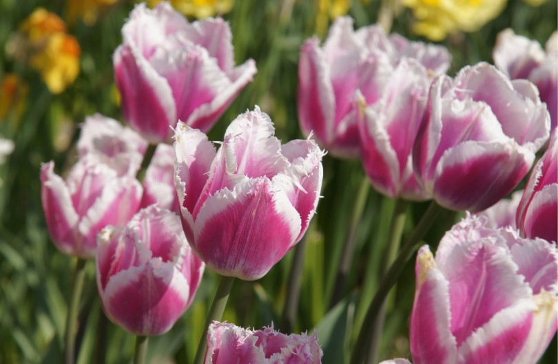 Tulp 'Siesta'