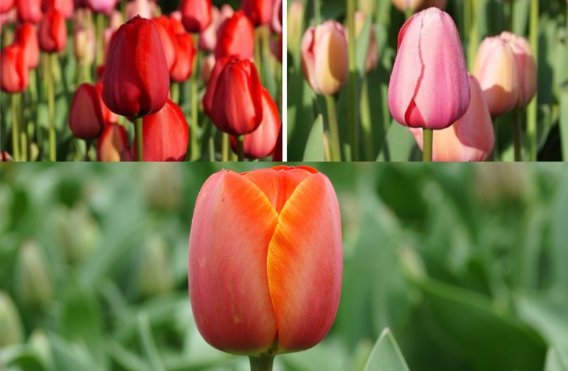 Mix Tulp