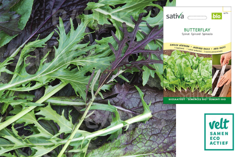 Aziatische sla - mengeling - zaadtapijt - Sativa