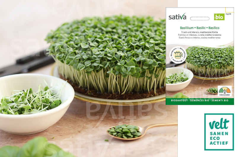 Basilicum kiem Sativa
