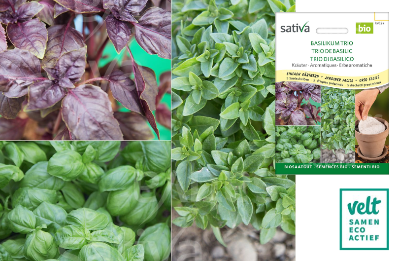 Basilicum Trio - Sativa