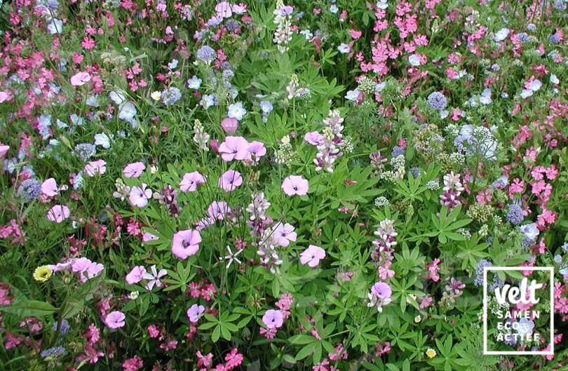 Bloemenmengeling - zaadtapijt - Elfentuin