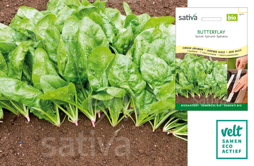 Butterflay - Sativa - zaadband