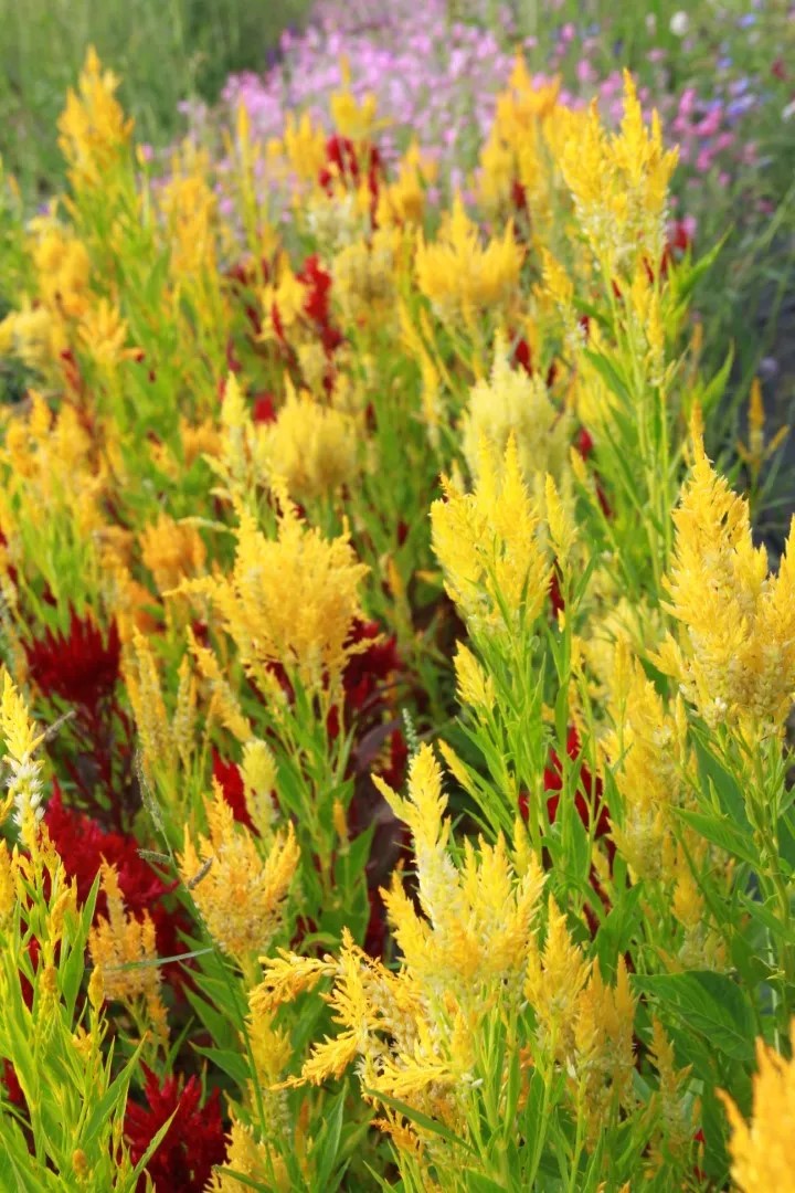 Celosia - Pampas Plume