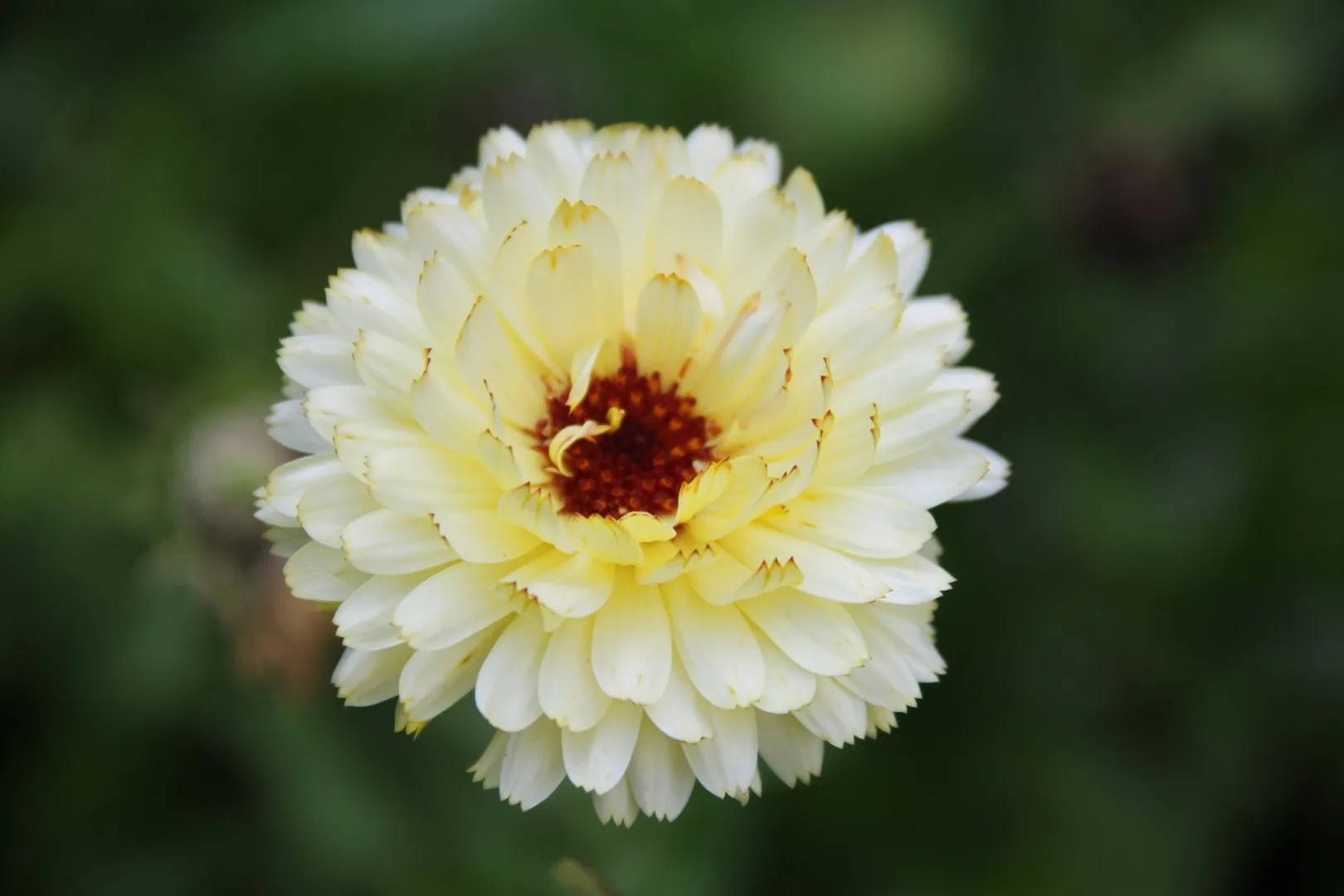 Goudsbloem - Zachtgeel