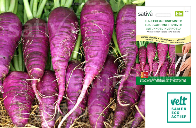 Rammenas en daikon - Hilds blauer Herbst und Winter - zaadband