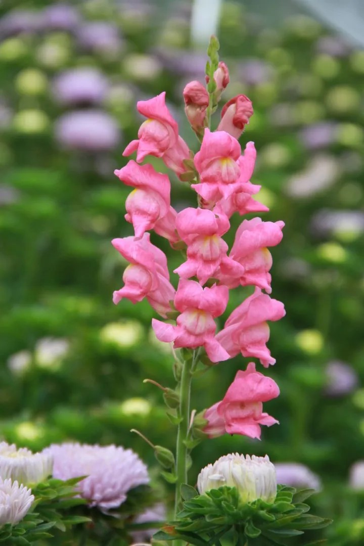Leeuwenbek - Rocket Rose Shades
