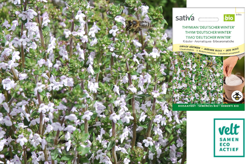 Tijm Deutscher Winter - Sativa