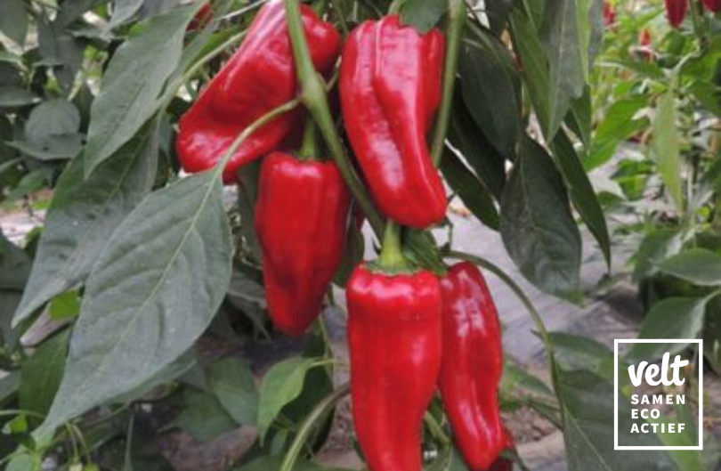 Türkischer Gewürzpaprika