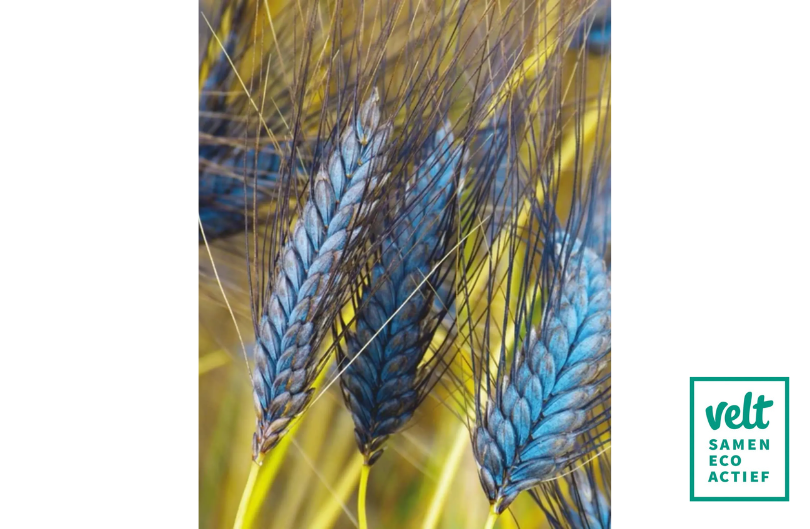 Utregse Blauwe - De Zaderij