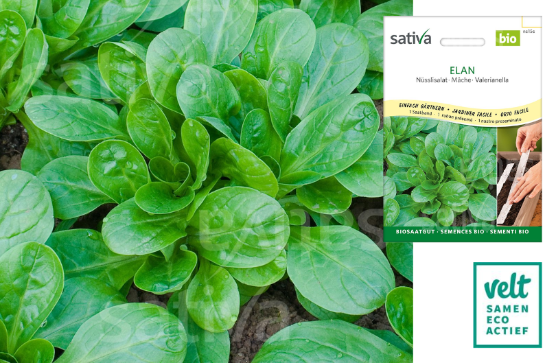 Veldsla Elan Zaadband Sativa