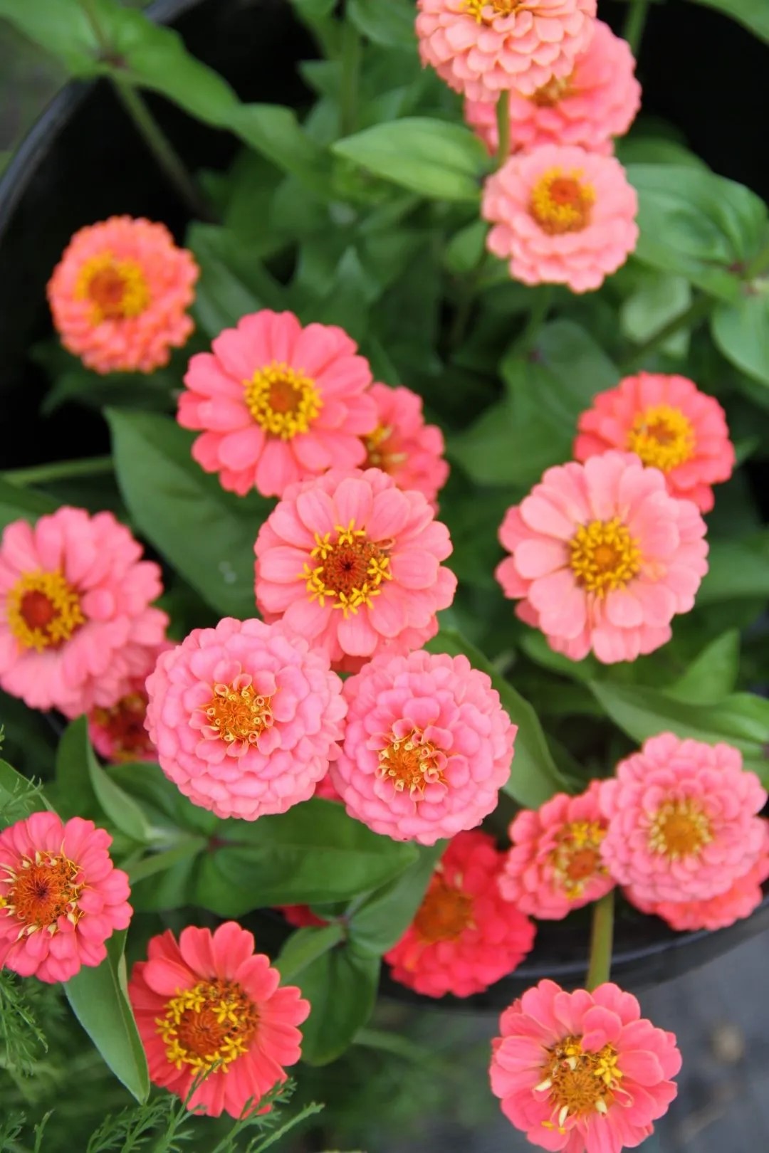 Zinnia - Lilliput Salmon