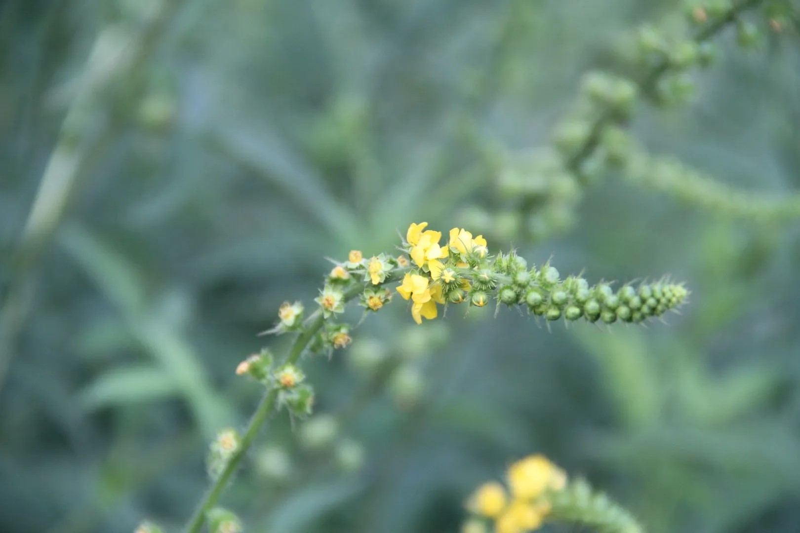 Welriekende agrimonie