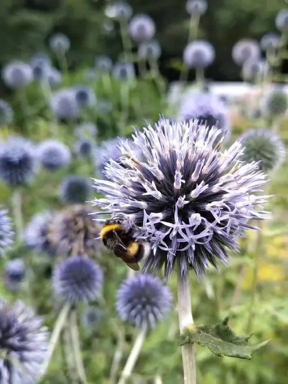 Kogeldistel