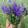 Ridderspoor blauw