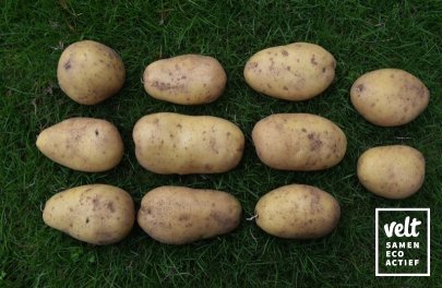 Aardappel Sevilla - 2,5 kg