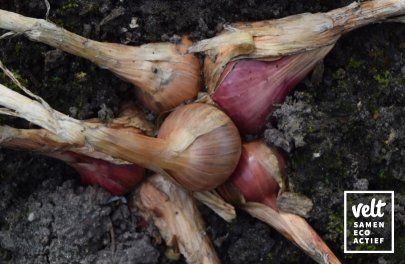 Sjalot - Red Sun - 500 g