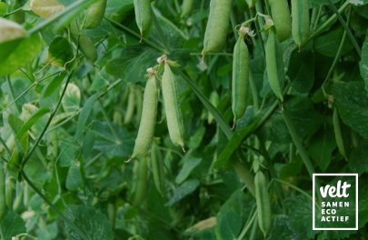 Erwt - Dop - Eerste Vroege Mei